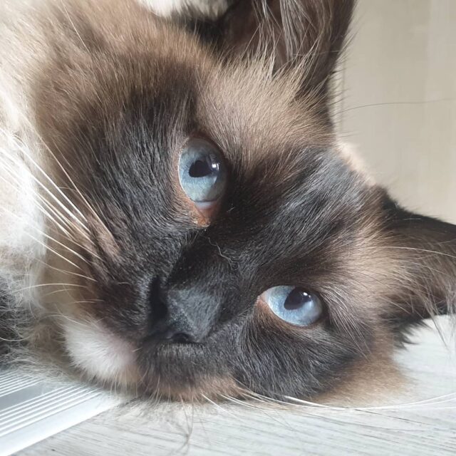 Et voici Odin, un magnifique Ragdoll qui adore charmer et qui pourrait se faire caresser pendant des heures 😍
#petsitting #catsitting #ragdoll #chat #cat