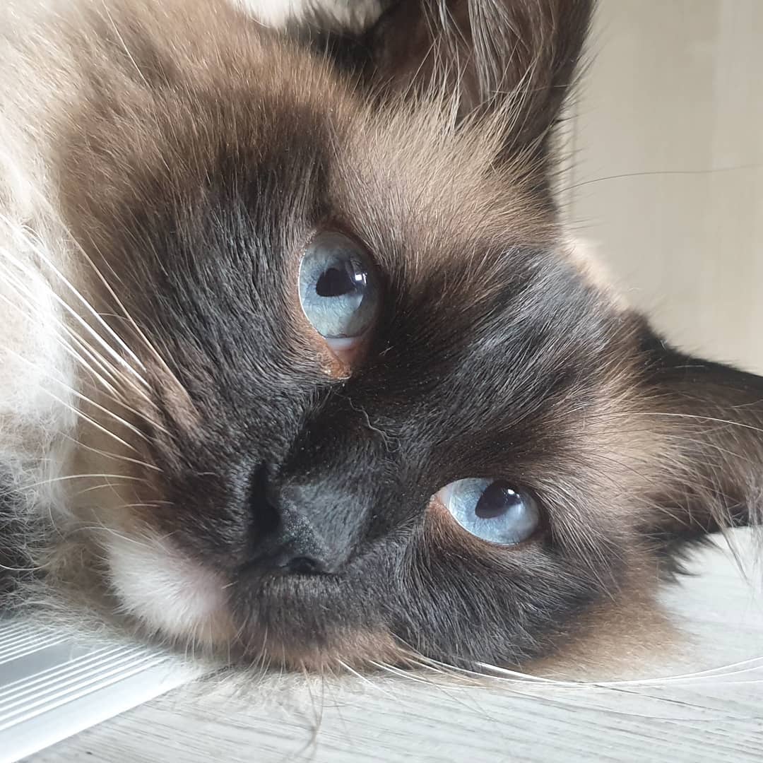 Et voici Odin, un magnifique Ragdoll qui adore charmer et qui pourrait se faire caresser pendant des heures 😍
#petsitting #catsitting #ragdoll #chat #cat
