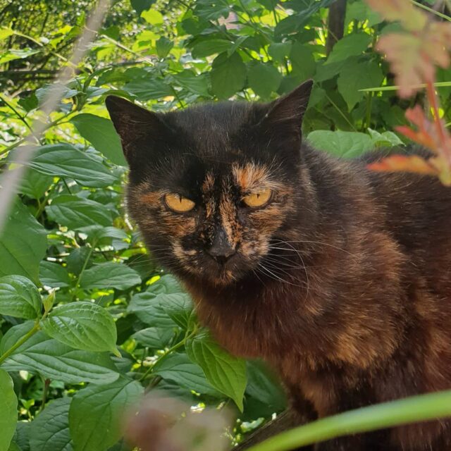 Je vous présente Ch'ti, une petite minette un brin sauvage qui profite grandement du jardin en ces temps chauds 🥵 Elle ne se laisse pas caresser, mais elle se laisse admirer sans problème 😝 !
#petsitting #catsitting #besançon #cat #chat #catoftheday