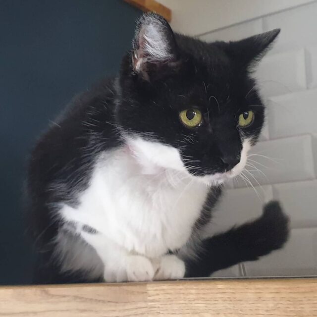 Et voici Réglisse, qui aime se percher sur le plan de travail de la cuisine en attendant que je lui serve sa gamelle 😋
#catsitting #petsitting #besançon #catoftheday #cat #chat