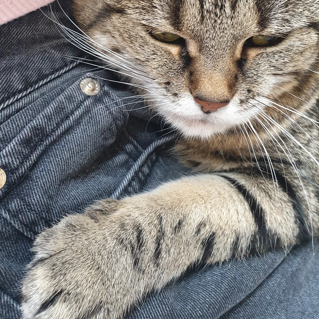 Petite garde de Mouche en ce dimanche "ensoleillé", la toute première minette dont on m'a confié la garde 😊 Dire qu'au départ elle était méfiante...
#catsitting #petsitting #cat #cats #hug #chat #besançon #gardedanimaux