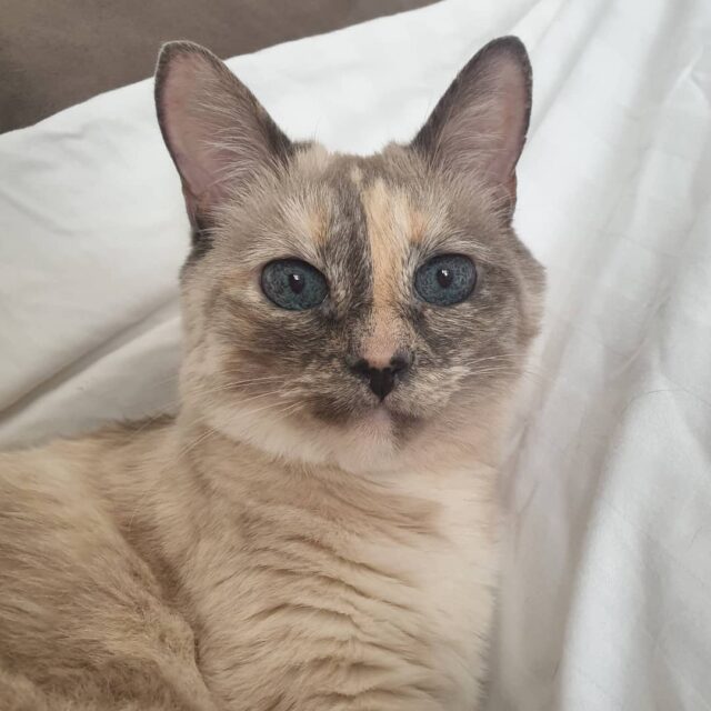 Les vacances sont terminées mais les visites continuent encore et toujours, voici la petite Kiki ! Une petite chipie qui n'a pas la langue dans sa poche 😝
#petsitting #besançon #chat