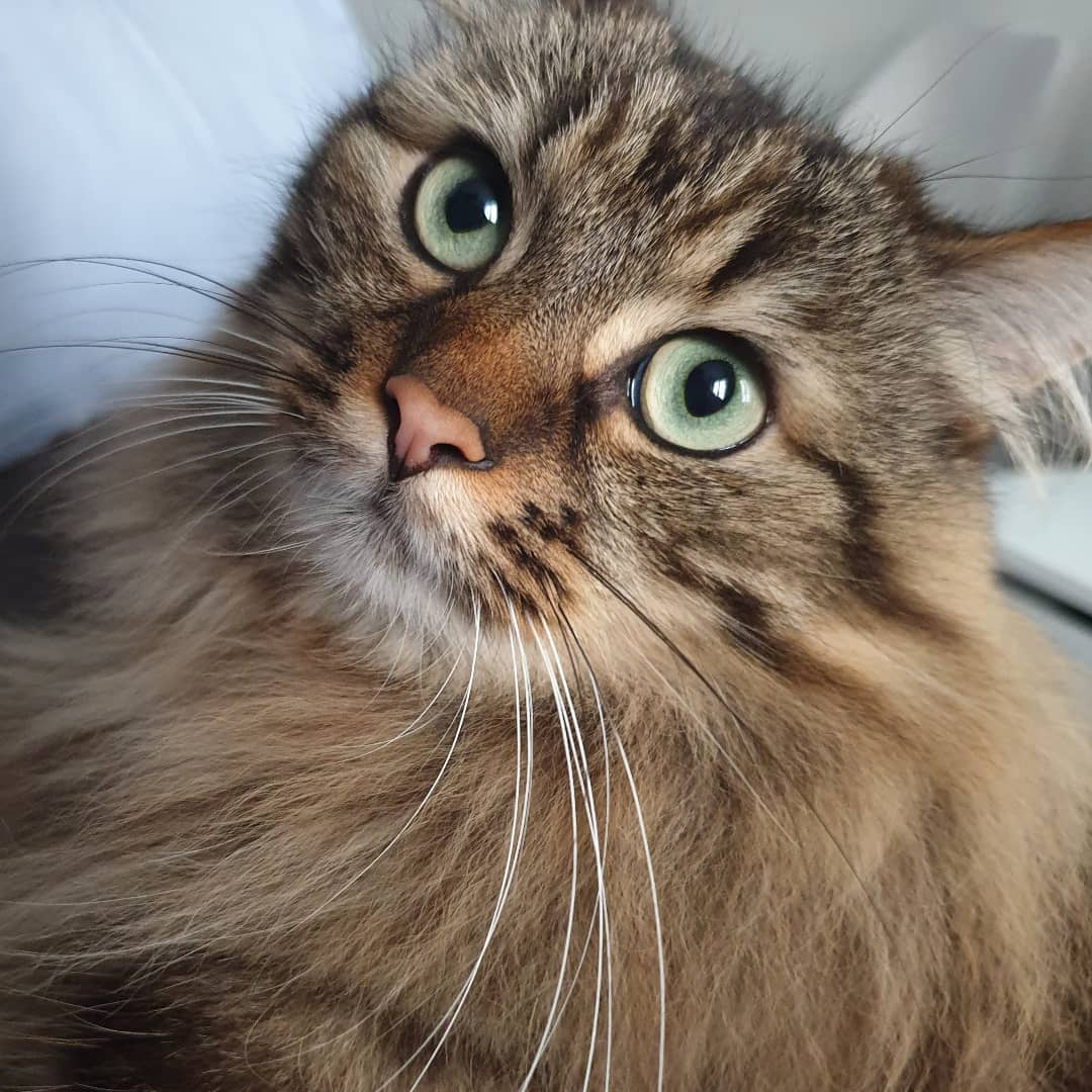 Et voici Oscar, un adorable chat que j'ai gardé il y a quelques semaines et qui est aussi doux qu'une guimauve 🥰 !