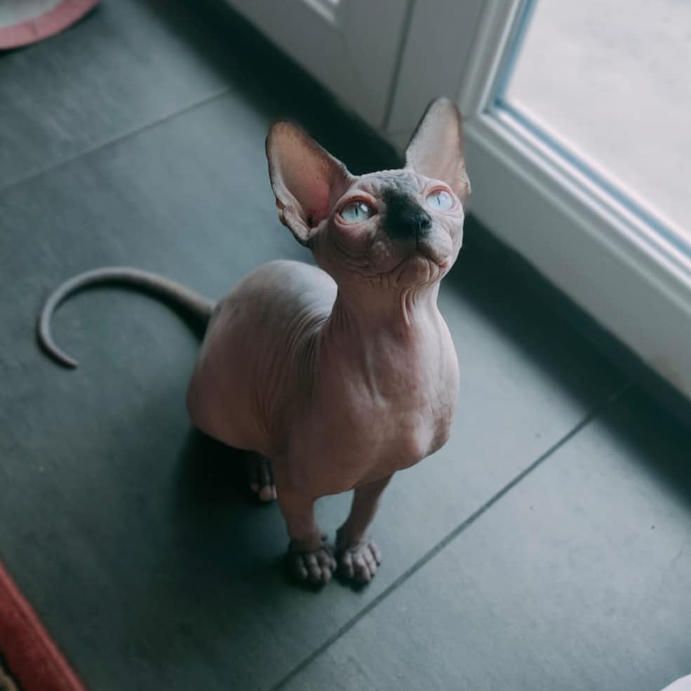 Souvenir de garde de Leiko et Yuzu, deux petits Sphynx qui ont de l'énergie à revendre 🤪 !
#sphynx #sphynxcat #chatsphynx