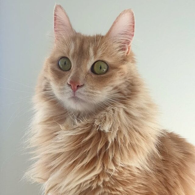 Je n'ai jamais vu un chat qui prenne aussi bien la pose 😁 ! Voici Nhala, une petite minette adorable qui m'a adoptée dès que j'ai franchi le seuil de sa porte 😊 !